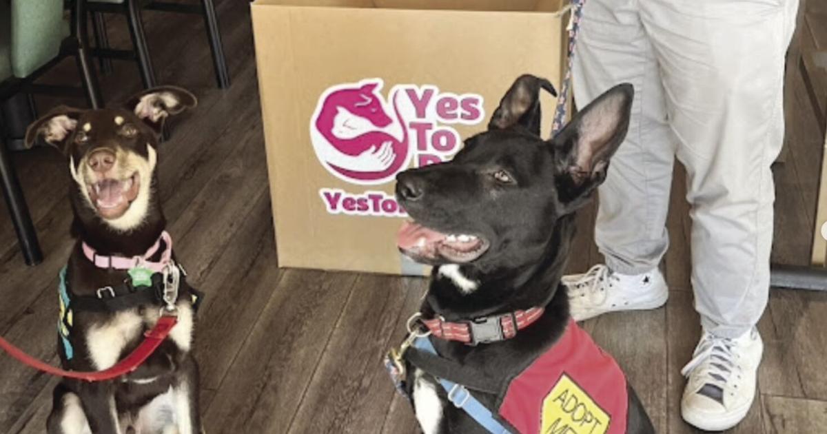 Animal rescue partners with 3 domestic violence shelters | News ...