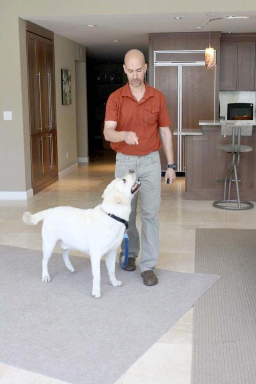 Dogological Home Dog Teaching Program