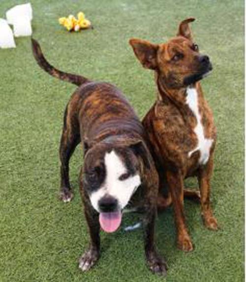 Someone to love: Ashley and Peanut