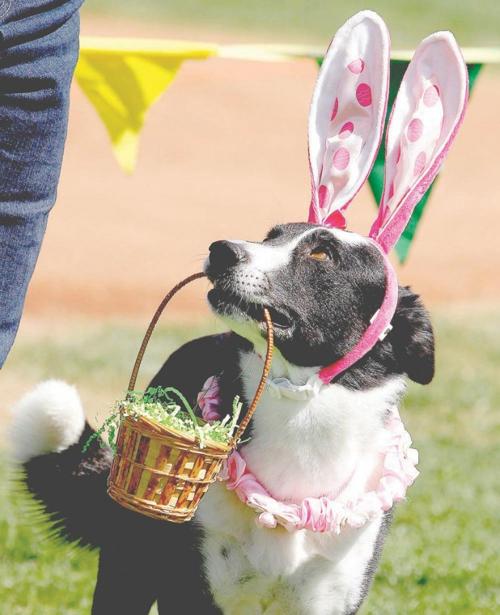 Ahwatukee Dog Show