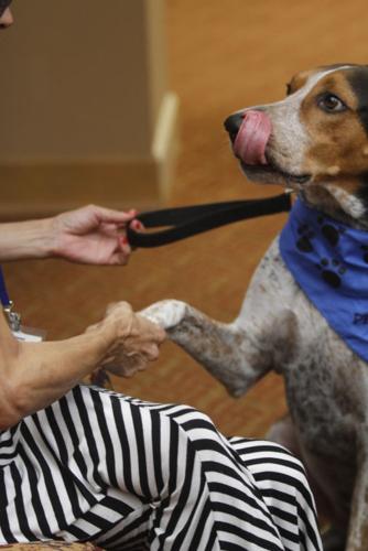 Therapy dogs bring smiles memories for Hawthorn Court residents News