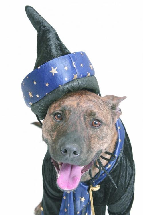 Halloween pets