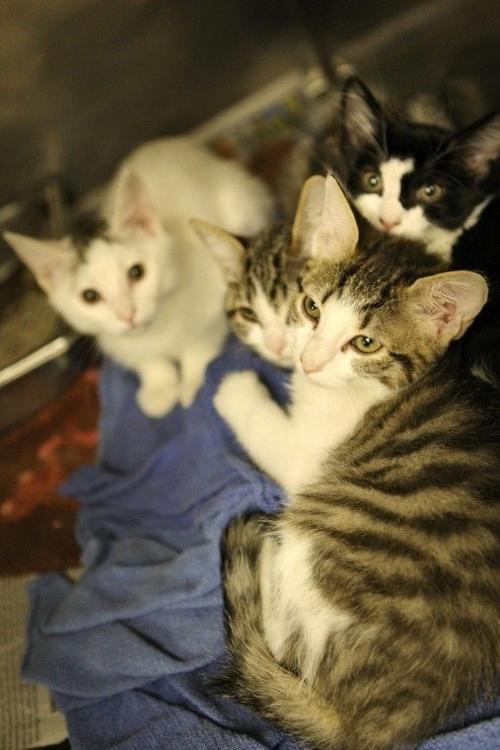 Adopt-a-thon