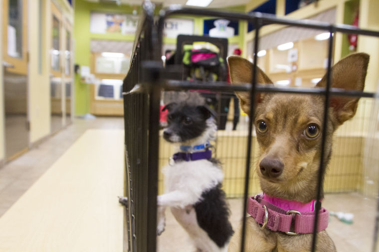 New city ordinance bans sale of mass produced puppies in pet shops