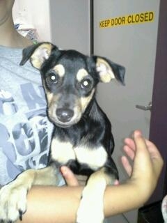 Found dog