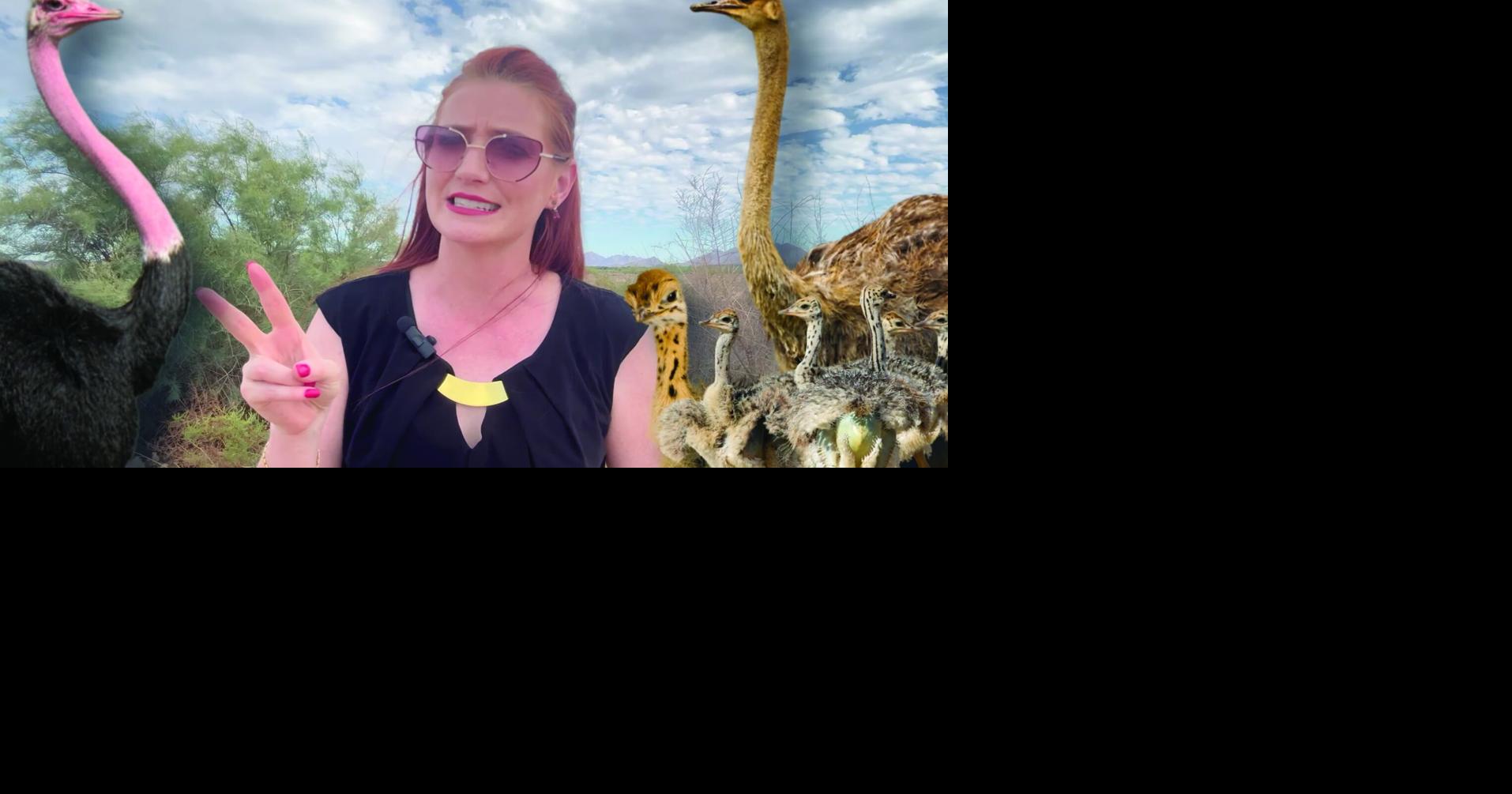 Ahwatukee author plumbs ostrich history