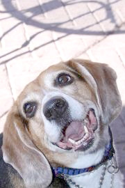 Someone to love: Smiley