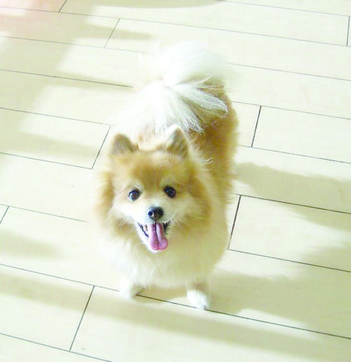 Someone to love: Bo
