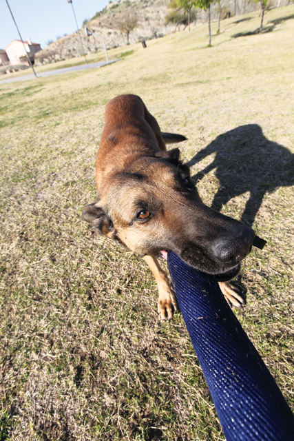 Y and K-9 fun day at park