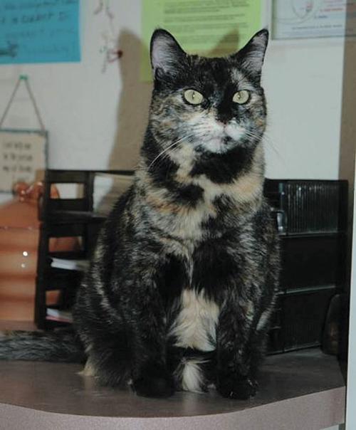 Pet of the Week (11/4)