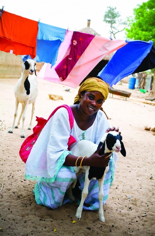 Heifer International