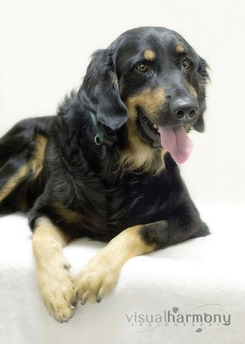 Someone to love: Duke