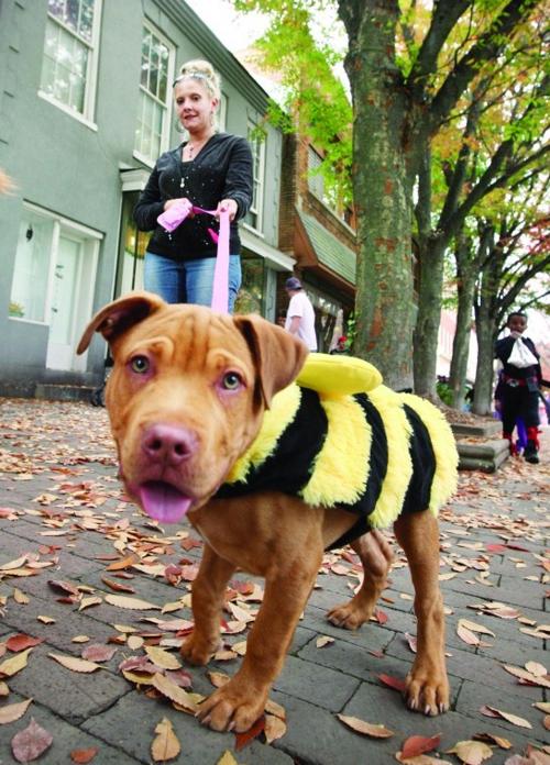Halloween pets