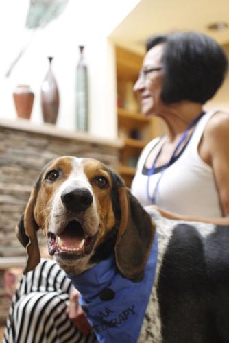 Therapy dogs bring smiles memories for Hawthorn Court residents News