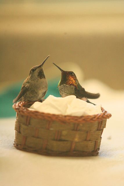 Hummingbird rescuing in AF