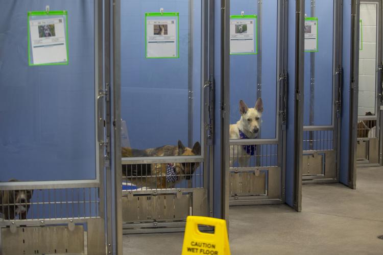 New Maricopa County shelter expects terrified dogs News ahwatukee