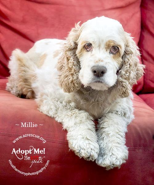 Millie: Pet of the Week
