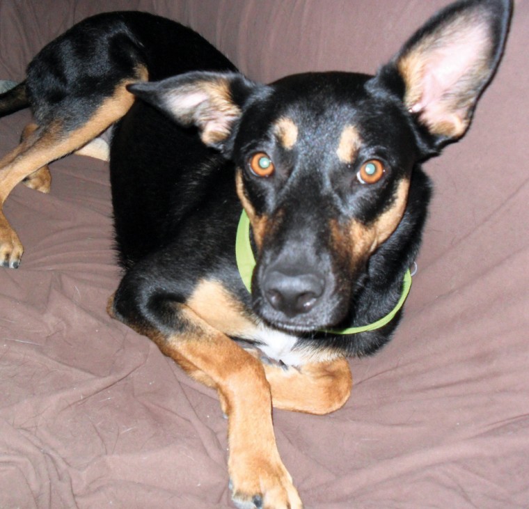 Pet of the Week: Lyric