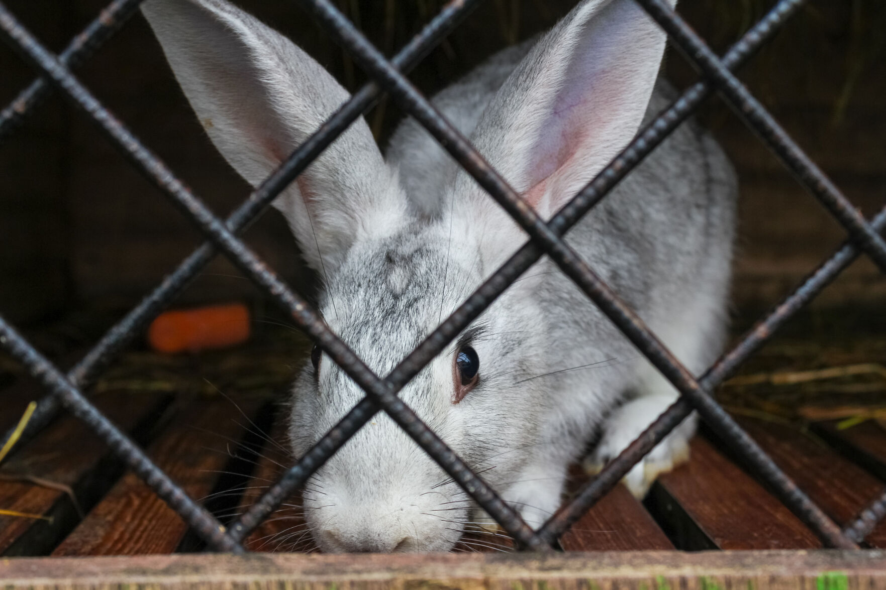 Thugs kill bunnies at Ahwatukee preschool | News | ahwatukee.com