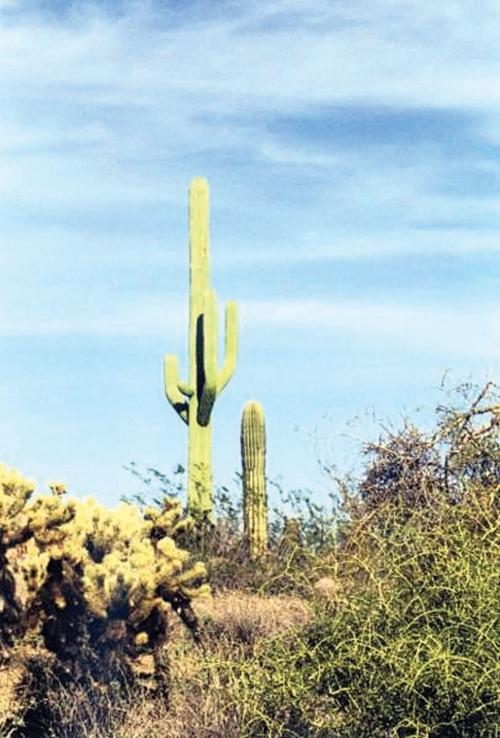 Cell tower disguised as a saguaro cactus