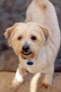 Bandit is a sweet boy