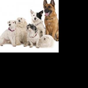 How to integrate multiple dogs into your pack | Community Focus ...