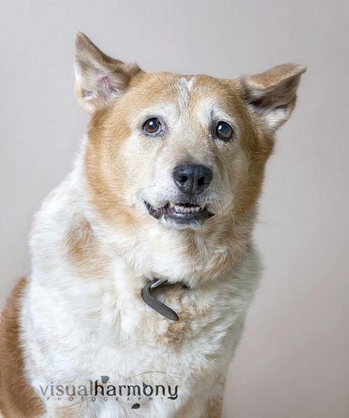 Someone to love: Boomer
