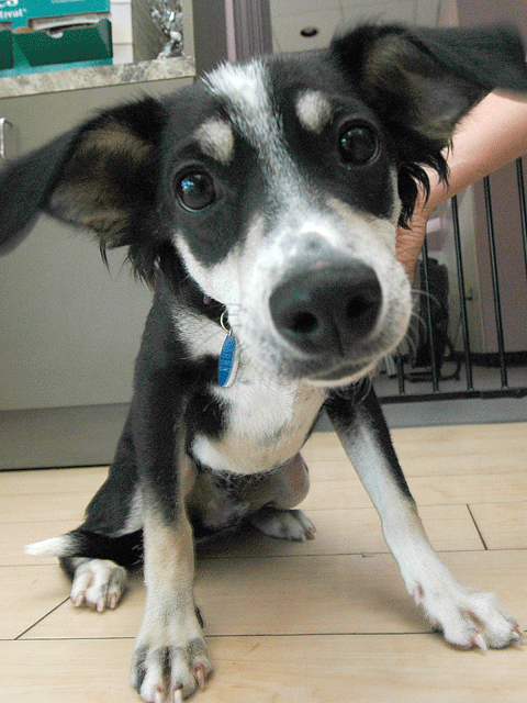 Dog Blog with Buddy Mixer
