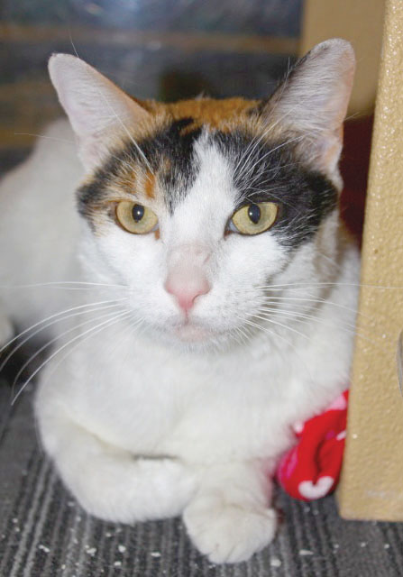 Someone to love: Chloe