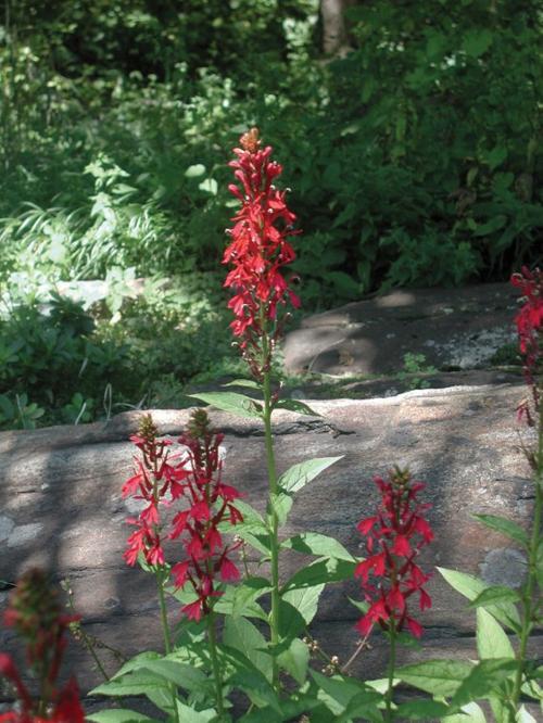 Red cardinal flower