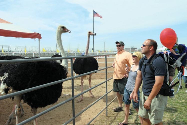 Ostrich Festival offers fun for everyone this weekend Get Out