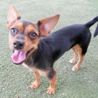 Rascal has a great personality | Community Focus | ahwatukee.com