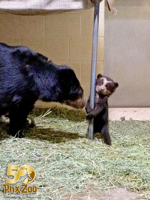 Three month old Andean bear cub at Phoenix Zoo is a boy