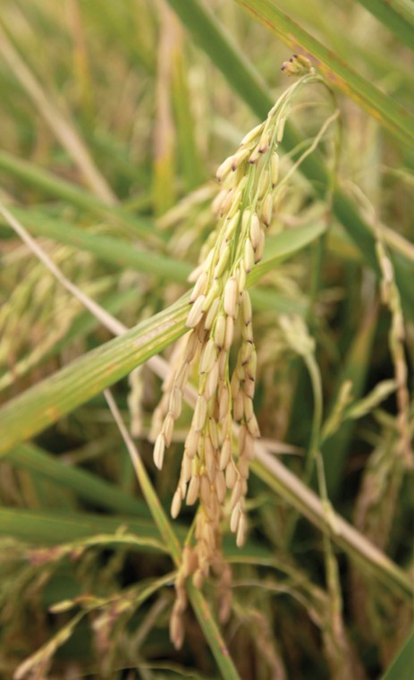 Arsenic in rice