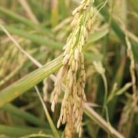 FDA urged to set standards for arsenic in rice | Money | ahwatukee.com