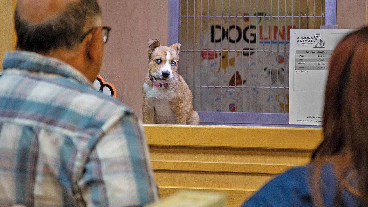 Rescue dogs at Chandler mall center need new kennels Community Focus