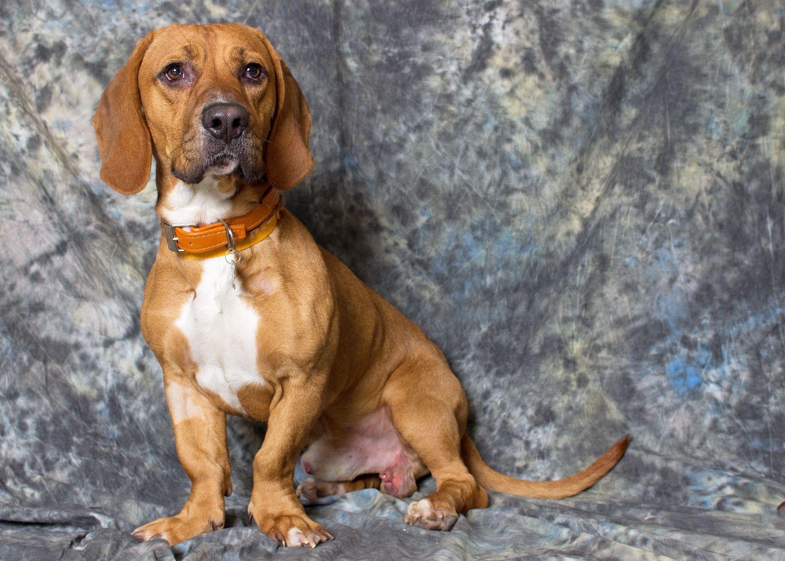 Someone to love: Sweet Bubba is a typical hound dog | Community