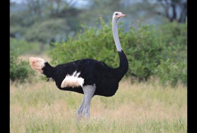 Bird supplier for Ostrich Fest has weathered hard times