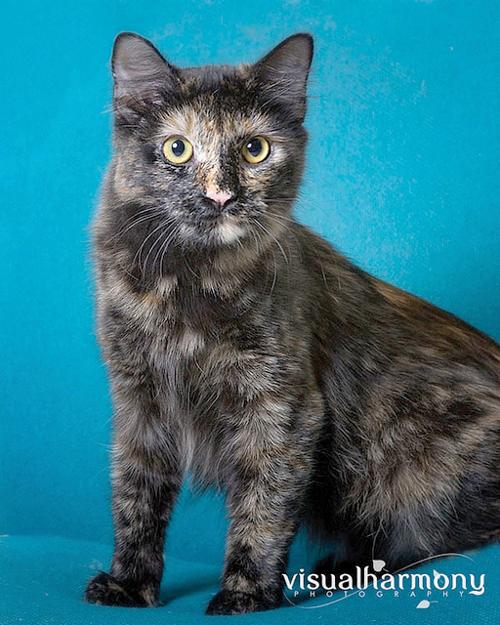 Someone to love: Firebird