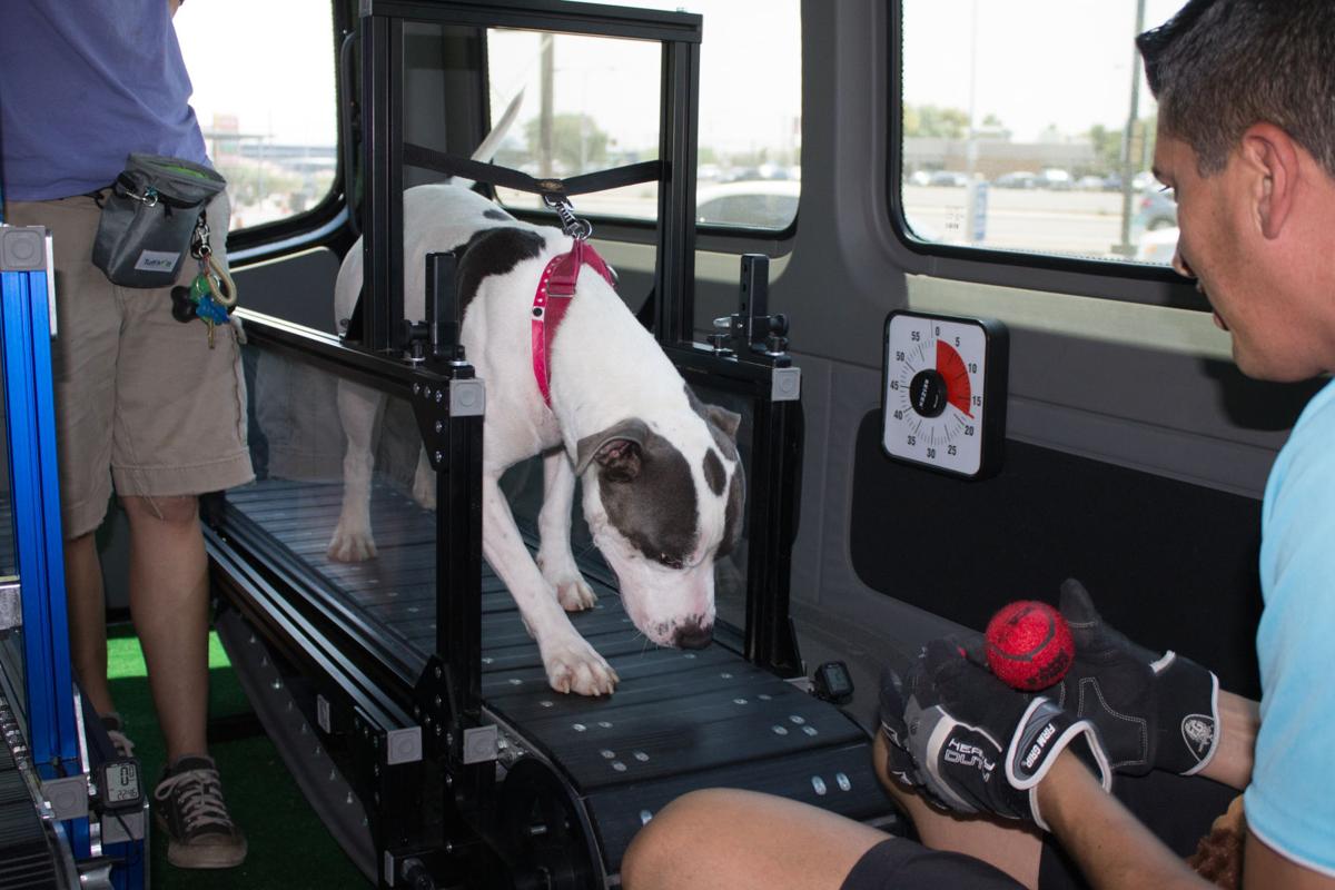 Mobile treadmills help keep dogs exercised out of summer’s heat