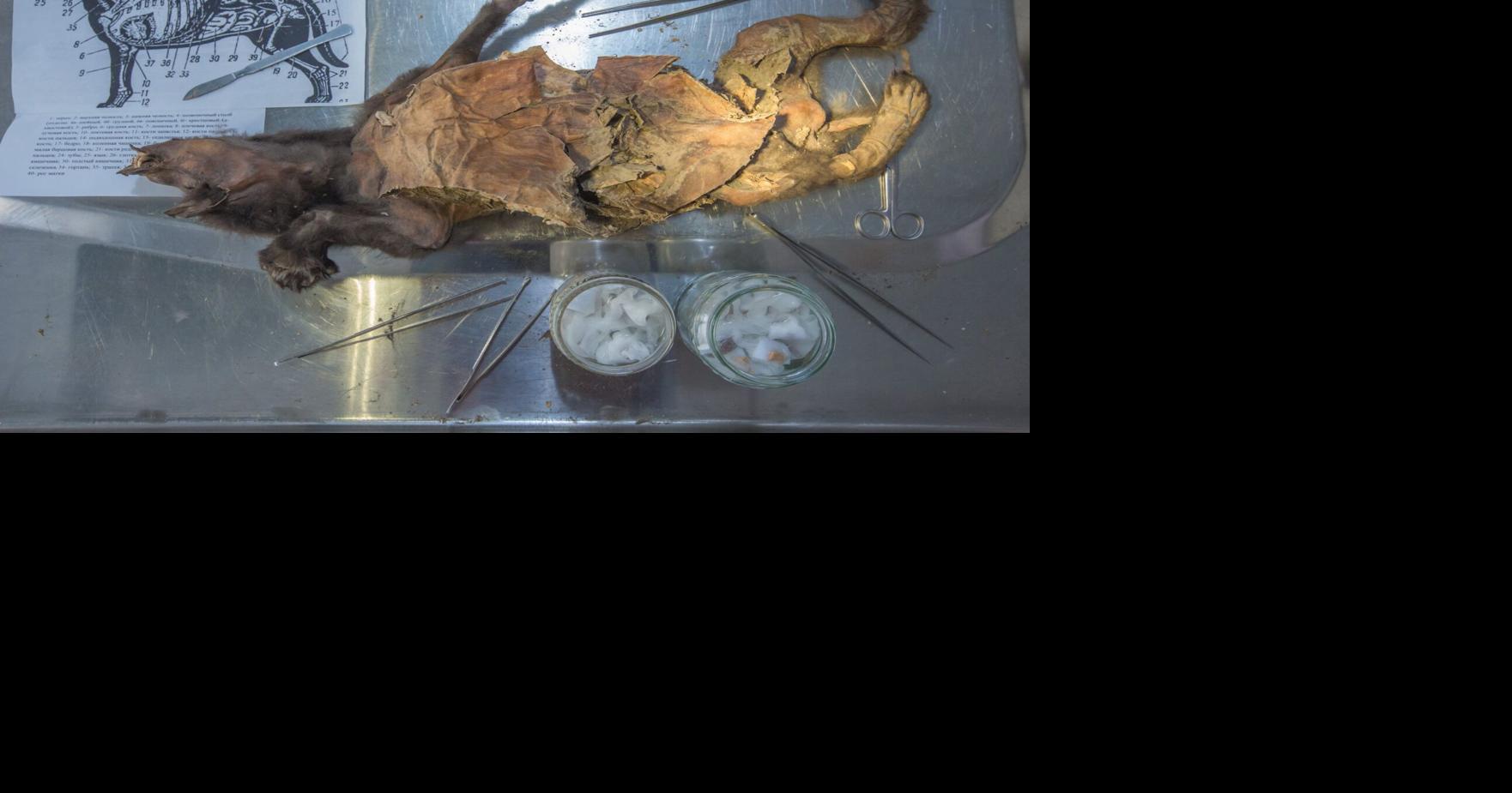 Woolly rhino remains found in Ice Age wolf give clue to species’ end