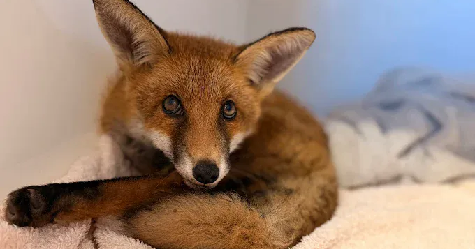 Fox rescued from drain pipe after being trapped for 9 hours