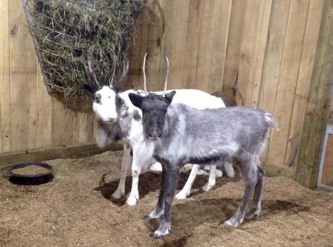 Where the wild things are | Local News | alliednews.com