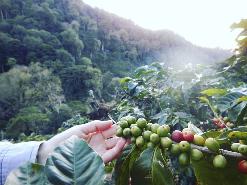 Coffee connections News