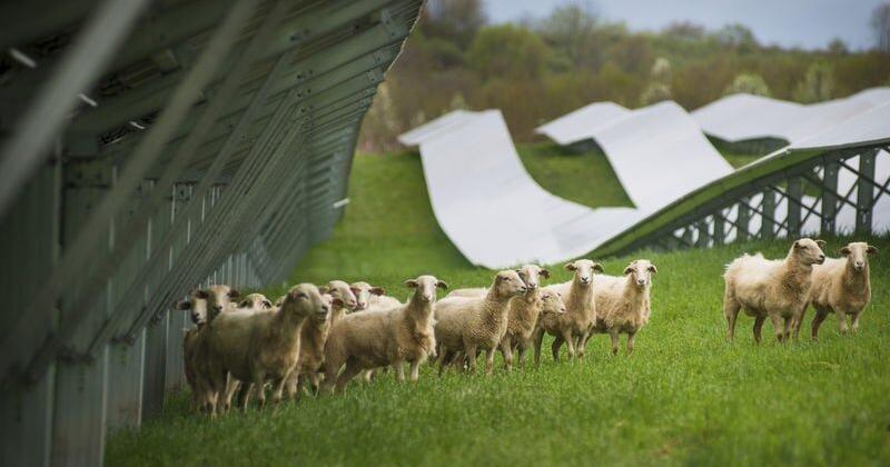 For some farmers, solar, wind projects offer financial stability