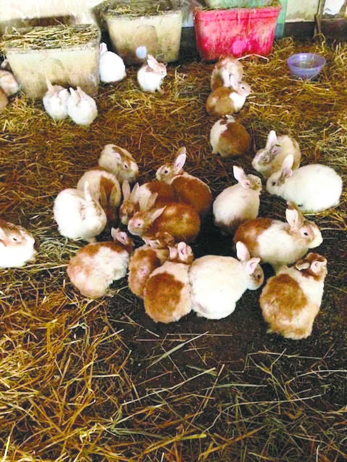 Rescuers hop to it News