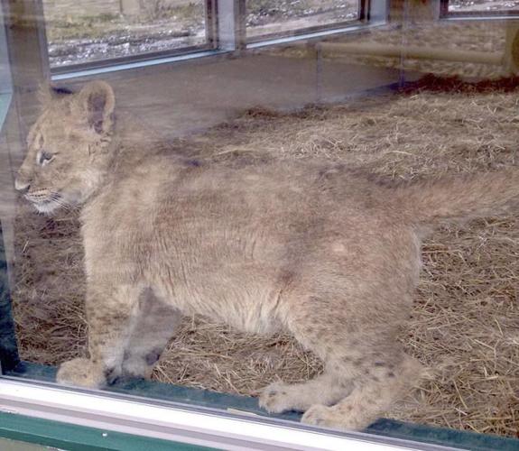 Where the wild things are | Local News | alliednews.com