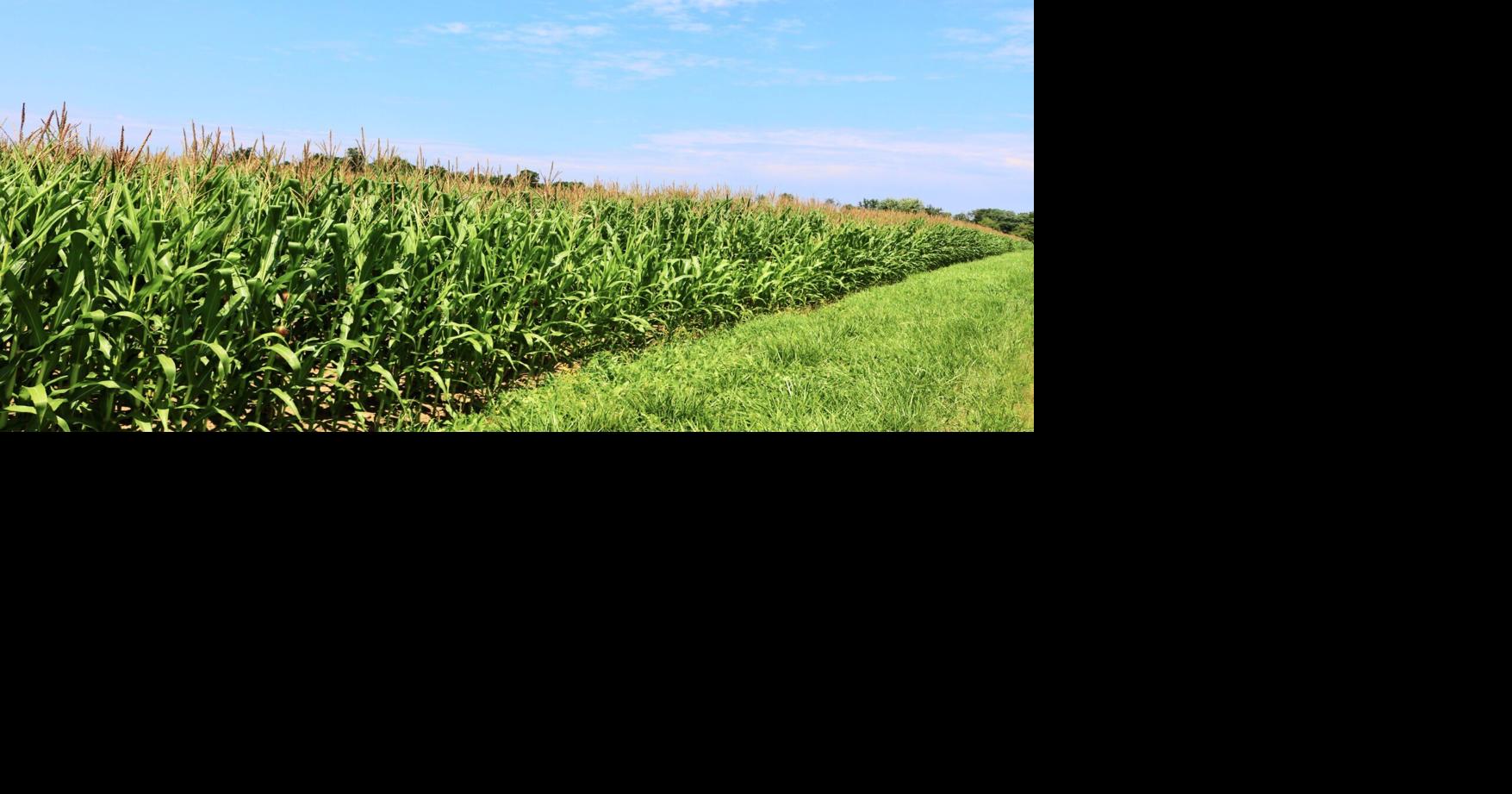 Local businesses, farmers left try to figure out effects