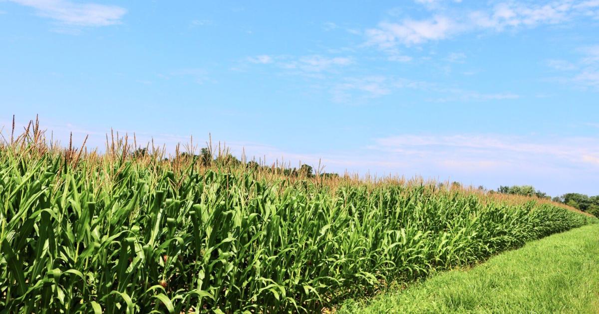 Local businesses, farmers left try to figure out effects