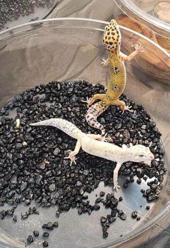 Snakes on display; reptile expo is Feb. 24 | News ...